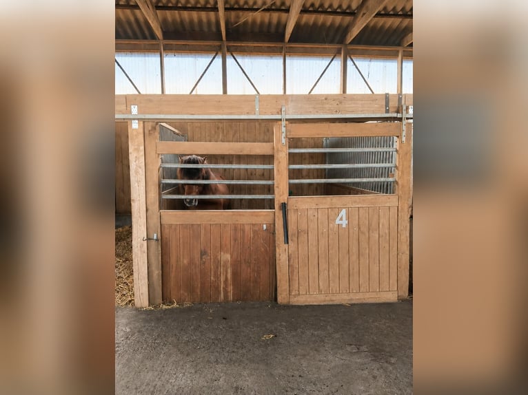 Idyllische staltrakt te huur, 8 boxen, buitenpaddocks, loopstal (helemaal of gedeeltelijk)