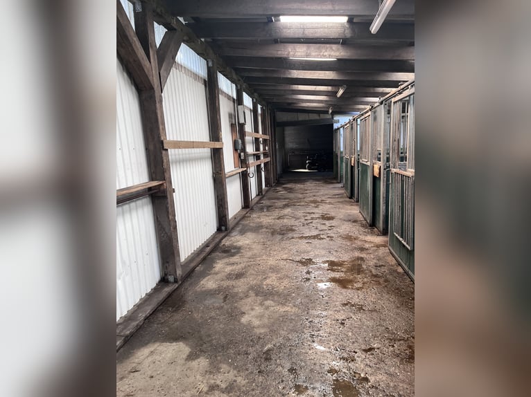 Kuurplaats en volledige service bij Niebüll – Ideaal voor ademwegpatiënten en drukbezette eigenaren