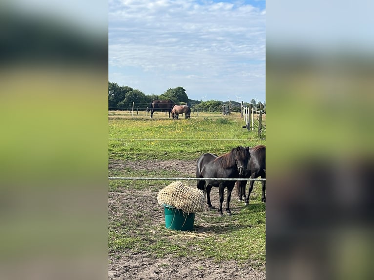 Kuurplaats en volledige service bij Niebüll – Ideaal voor ademwegpatiënten en drukbezette eigenaren