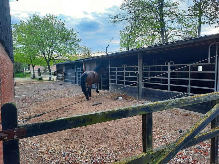 4 paddockboxen vrij nabij Göttingen/Hann. Münden/Witzenhausen