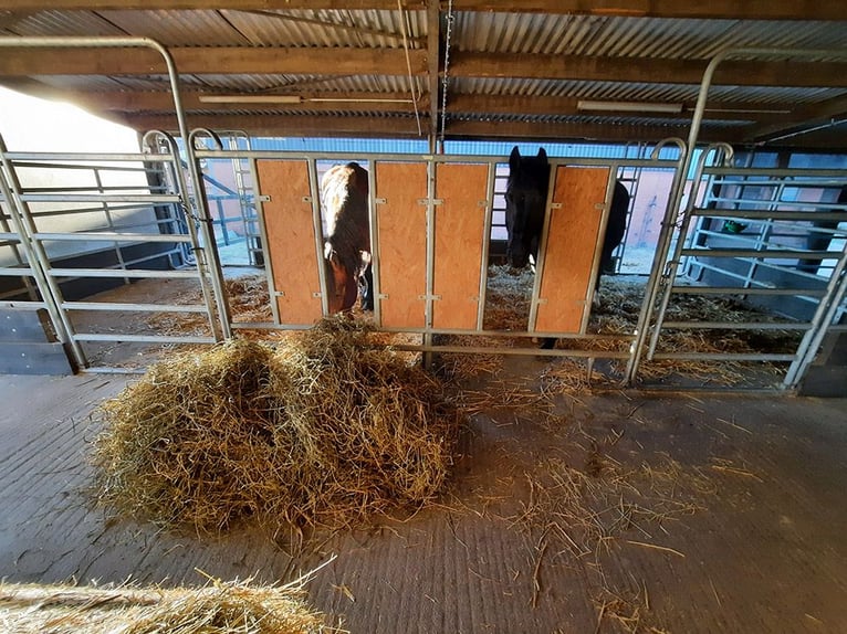 4 paddockboxen vrij nabij Göttingen/Hann. Münden/Witzenhausen
