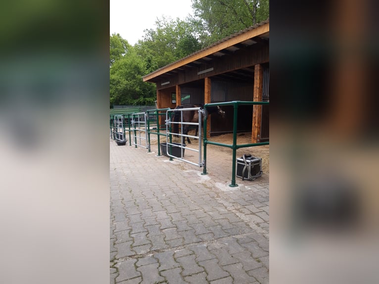 ab Frühjahr 2026 / 1 Paddockbox frei