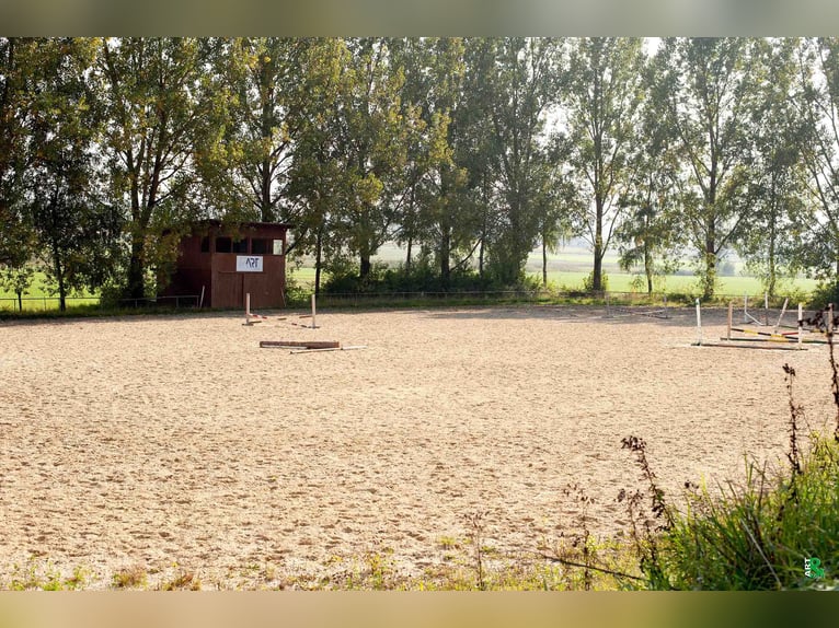 Boxen beschikbaar op TOP-ruiteraccommodatie met 2 binnenrijbanen / paardenrevalidatie / AQUA-trainer