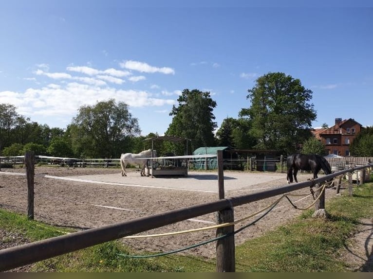 Boxen, Offenstallplatz 