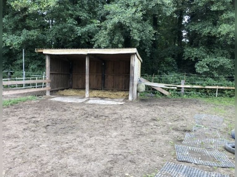 Boxen, Offenstallplatz 