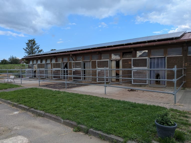 Freie Boxen in Neu-Ulm Ludwigsfeld ab EUR 350