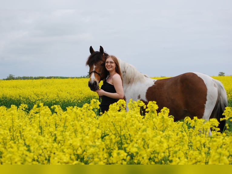 🐴 Gezocht: stallingplaats in de omgeving van Eckernförde 24340!
