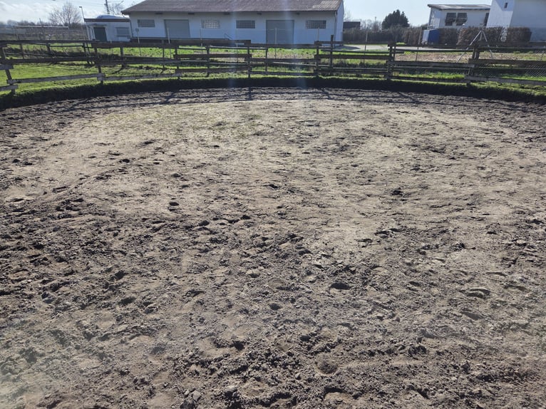 🐴 Grote paddockbox te huur – bij een kleine vereniging 🐴