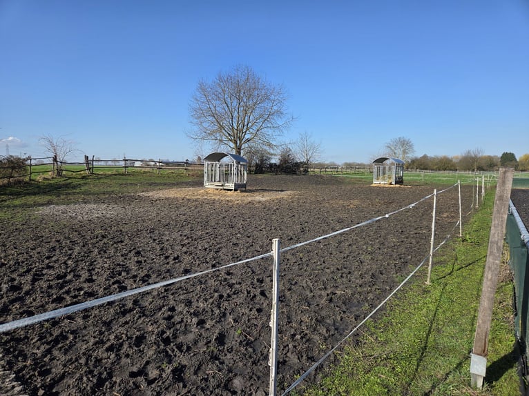 🐴 Grote paddockbox te huur – bij een kleine vereniging 🐴