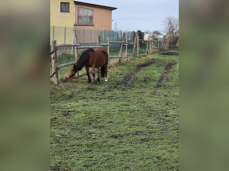 🐴 Grote paddockbox te huur – bij een kleine vereniging 🐴