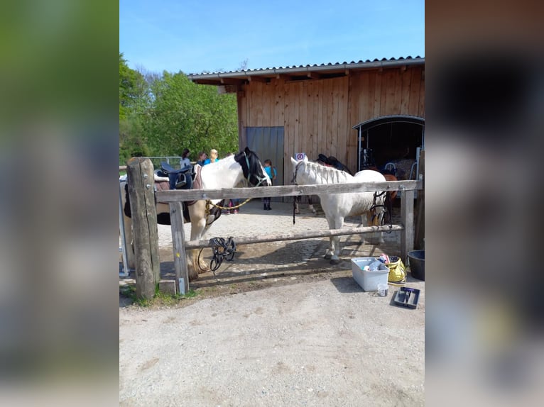 Kleine stallenvereniging