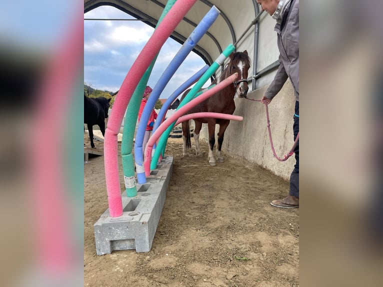 Kleine stallenvereniging