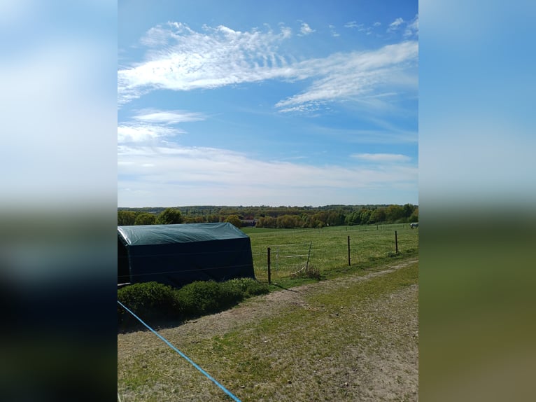 🐴 Liefdevolle paddockboxen beschikbaar in Dinslaken Oberlohberg