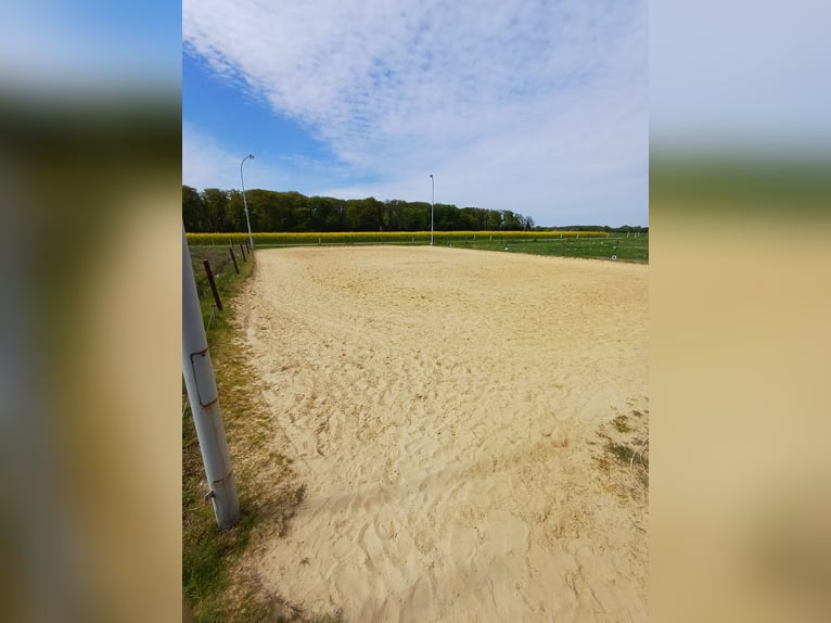 🐴 Liefdevolle paddockboxen beschikbaar in Dinslaken Oberlohberg