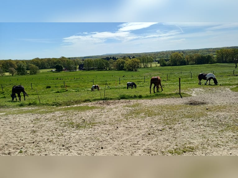 🐴 Liefdevolle paddockboxen beschikbaar in Dinslaken Oberlohberg