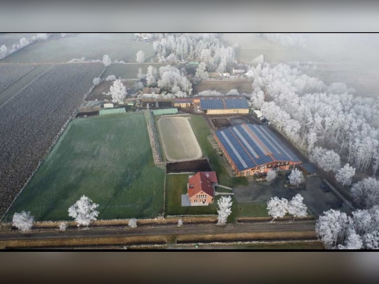 Moderne lichte, luchtige paddockboxen en stallen op een prachtige fokkerij.