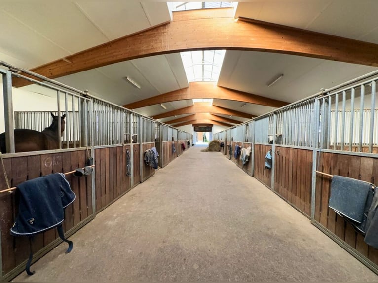 Neueröffnung: Reitanlage Breitbrunn am Chiemsee