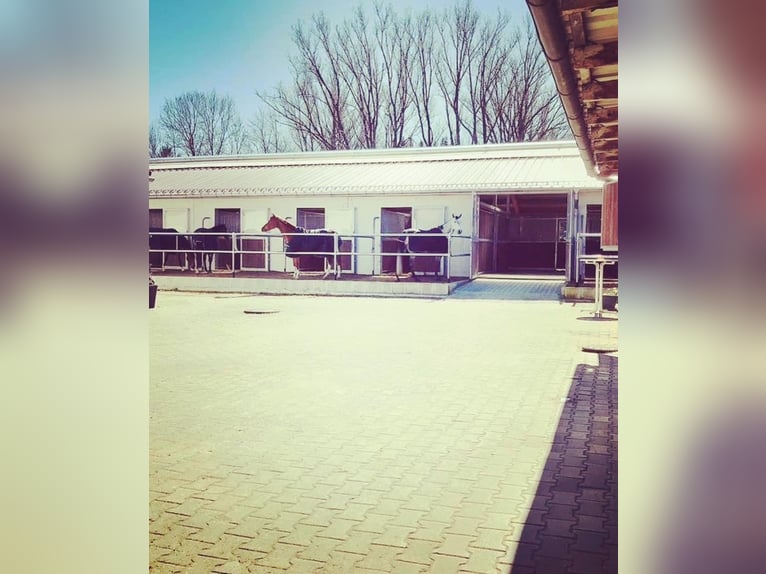 Op ons mooie manege is momenteel een paddockbox inclusief volpension beschikbaar!