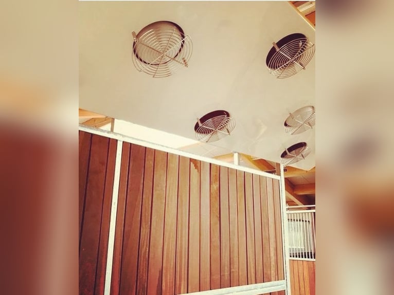 Op ons mooie manege is momenteel een paddockbox inclusief volpension beschikbaar!