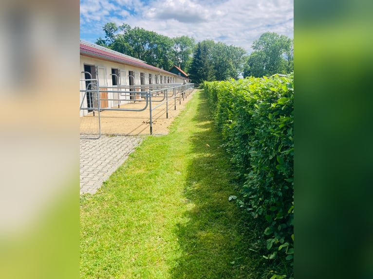 Op ons mooie manege is momenteel een paddockbox inclusief volpension beschikbaar!