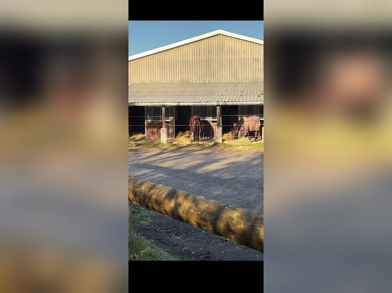 Overdekte paddockbox met volledige verzorging