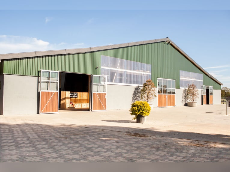 Paardetherapie | Revalidatie voor paarden, revalidatieplaats, therapie, kuurplaats