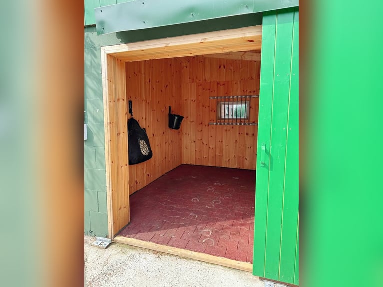 Paardetherapie | Revalidatie voor paarden, revalidatieplaats, therapie, kuurplaats