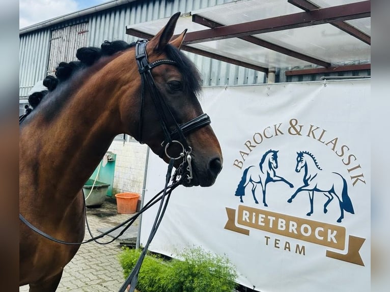 paddock box mit beritt zu vergeben 