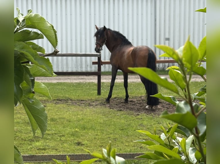 paddock box mit beritt zu vergeben 