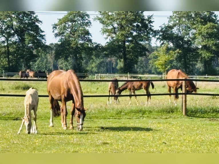 paddock box mit beritt zu vergeben 