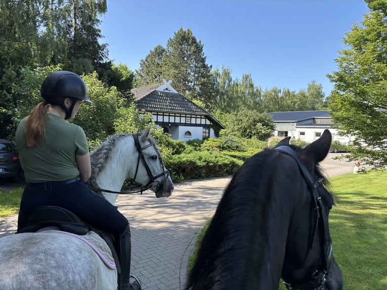 paddock box mit beritt zu vergeben 