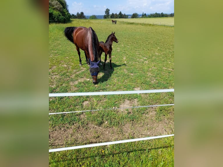 Paddockbox ab sofort frei! Vollpension 