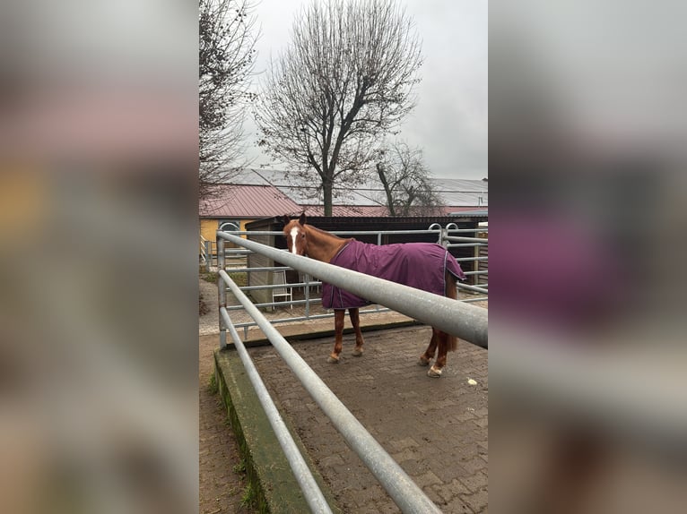 Paddockbox in Viernheim vrij – diervriendelijke huisvesting met de beste infrastructuur.