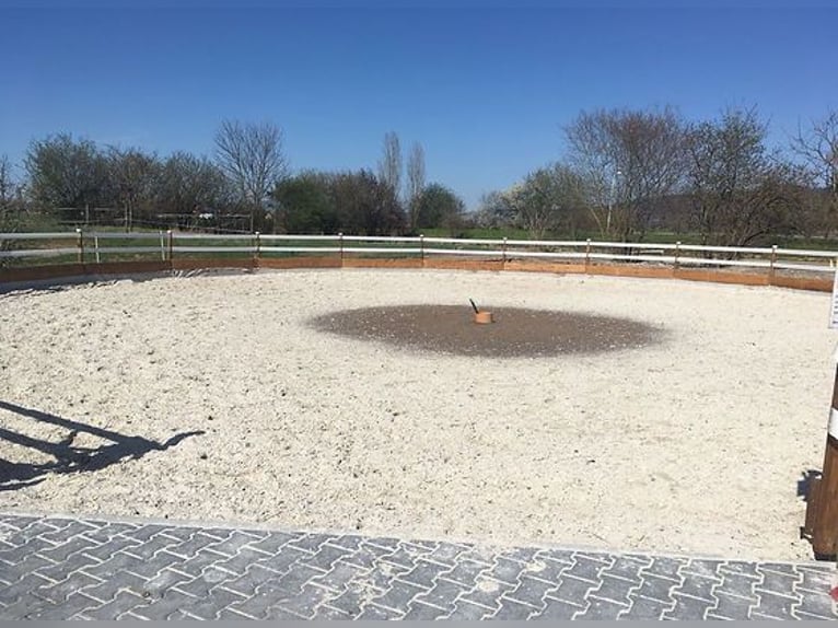 Paddockbox in Vollpension 