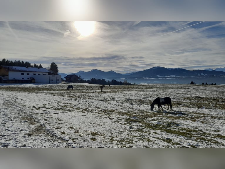 Paddockbox in wunderschöner Lage