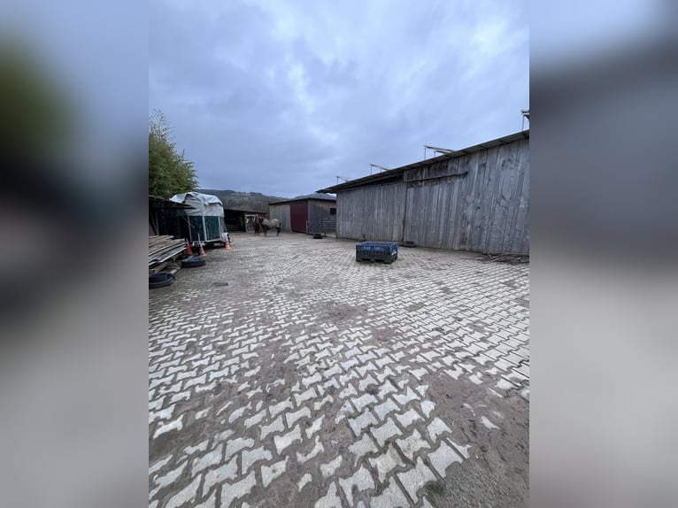 Paddockbox met volledige verzorging | Geschikt voor allergieën