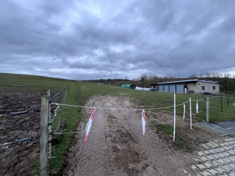 Paddockbox met volledige verzorging | Geschikt voor allergieën