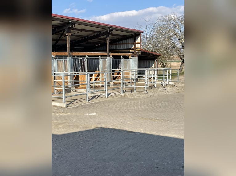🐴 Paddockbox vanaf 1 oktober 2026 in Murr – All-inclusive pakket