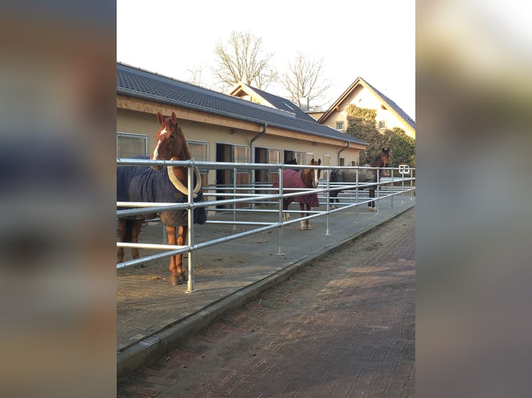 Paddockbox vrij in Rulle bij Osnabrück