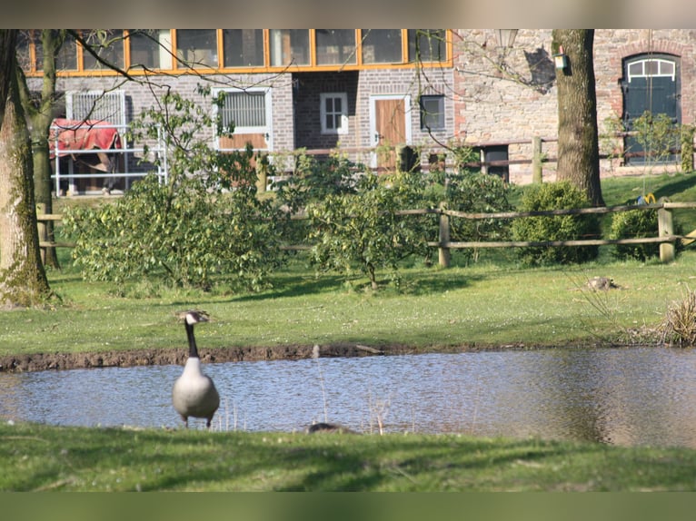 Paddockbox vrij in Rulle bij Osnabrück