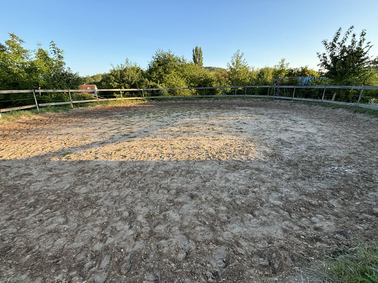 Paddockboxen & Außenboxen frei