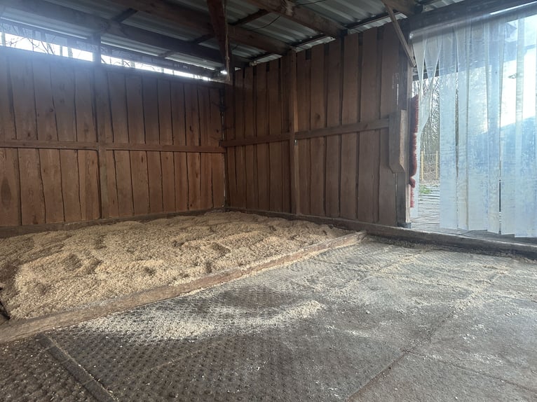 Paddockboxen, buitenboxen, open stall, opfok, training, longeer- en rijopleiding