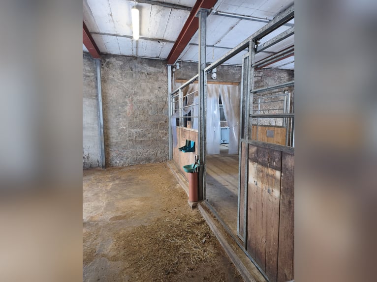 Paddockboxen inclusief volledige verzorging of zelfvoorzienend