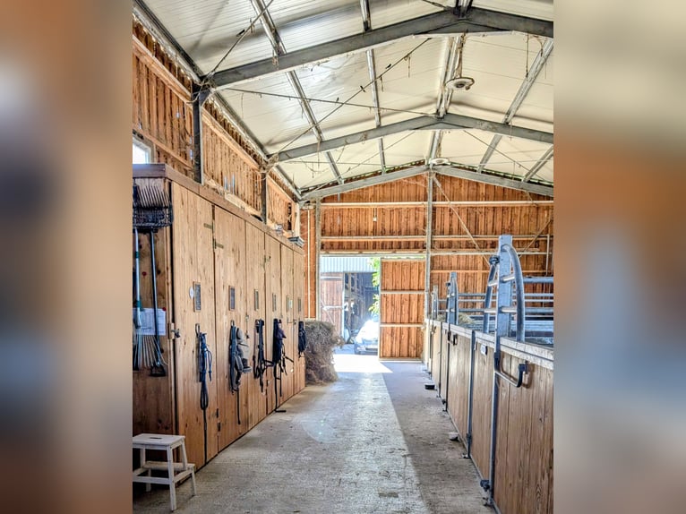 Paddockboxen met uitloop, open stal