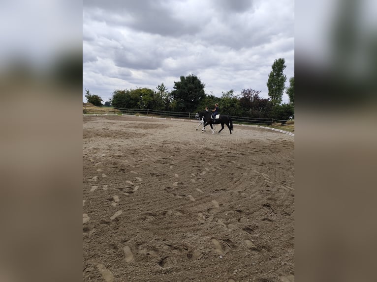 Paddockboxen met volledige verzorging