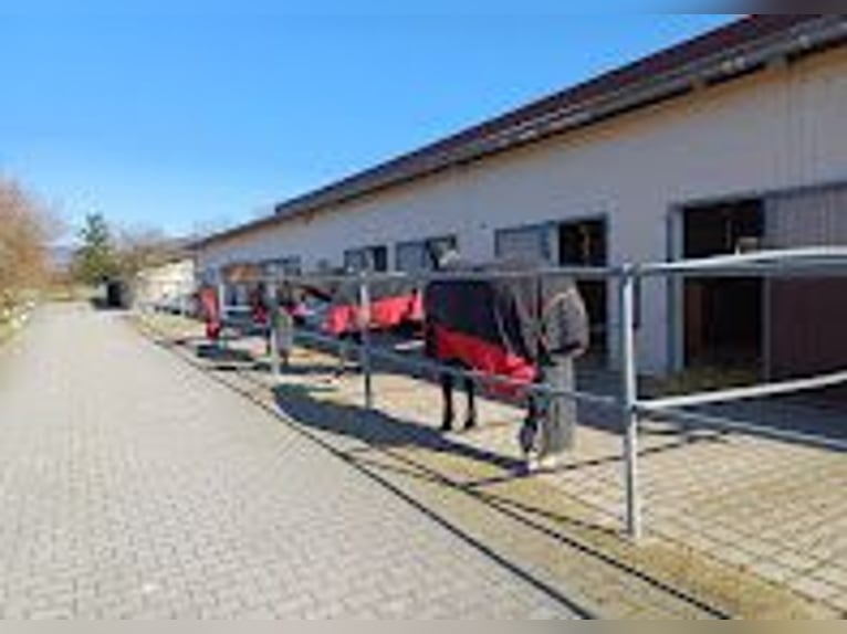 Paddockboxen met volledige verzorging