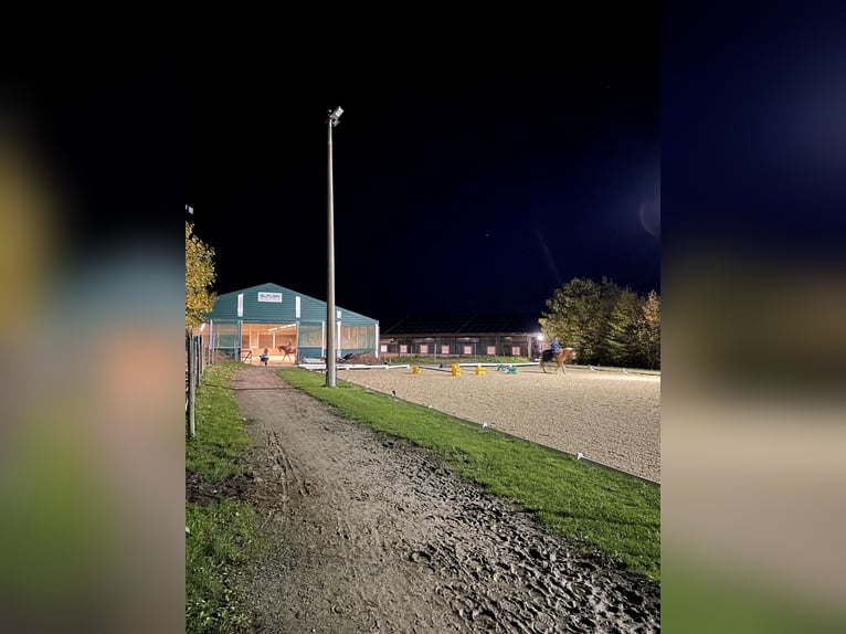 Paddockboxen mit täglichem Freilauf 