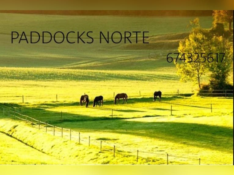 Paddocks Norte