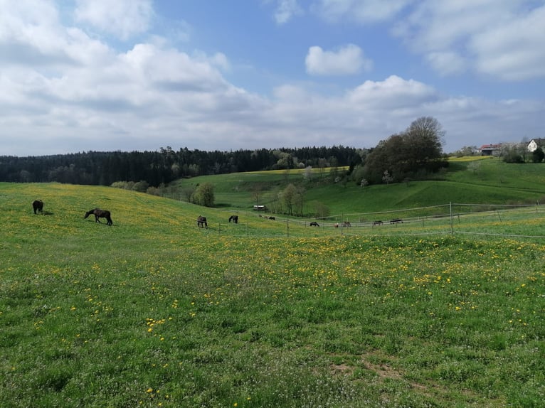 Pferdestall mit Paddockboxen, Innenboxen & Stalltrakt-Verpachtung