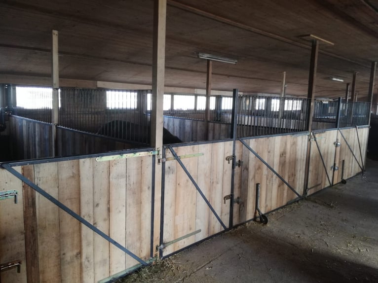 Pferdestall mit Paddockboxen, Innenboxen & Stalltrakt-Verpachtung